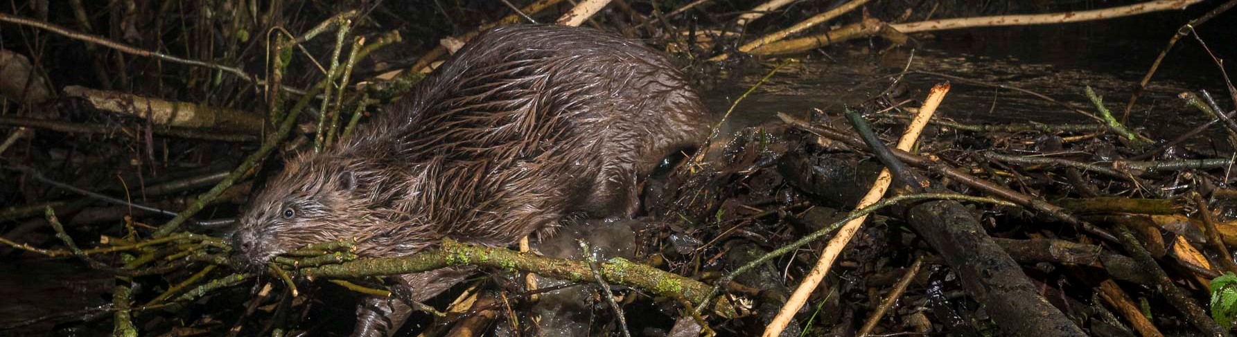 Crédits photo : Philippe Massit - OFB